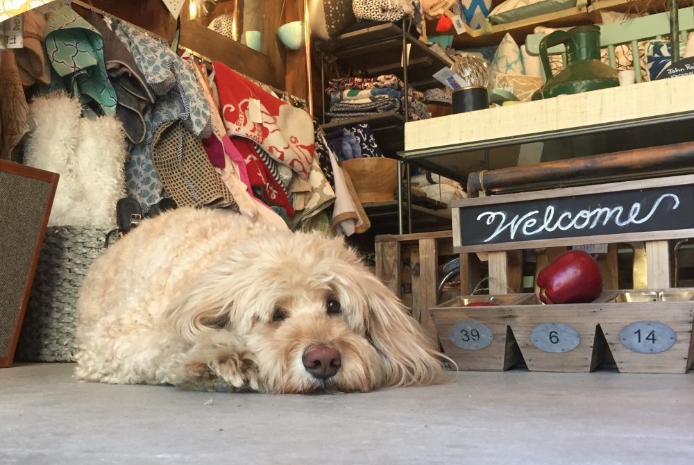 Dog on floor of Harwich store