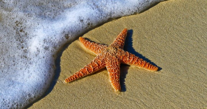 Closeup of starfish on beach