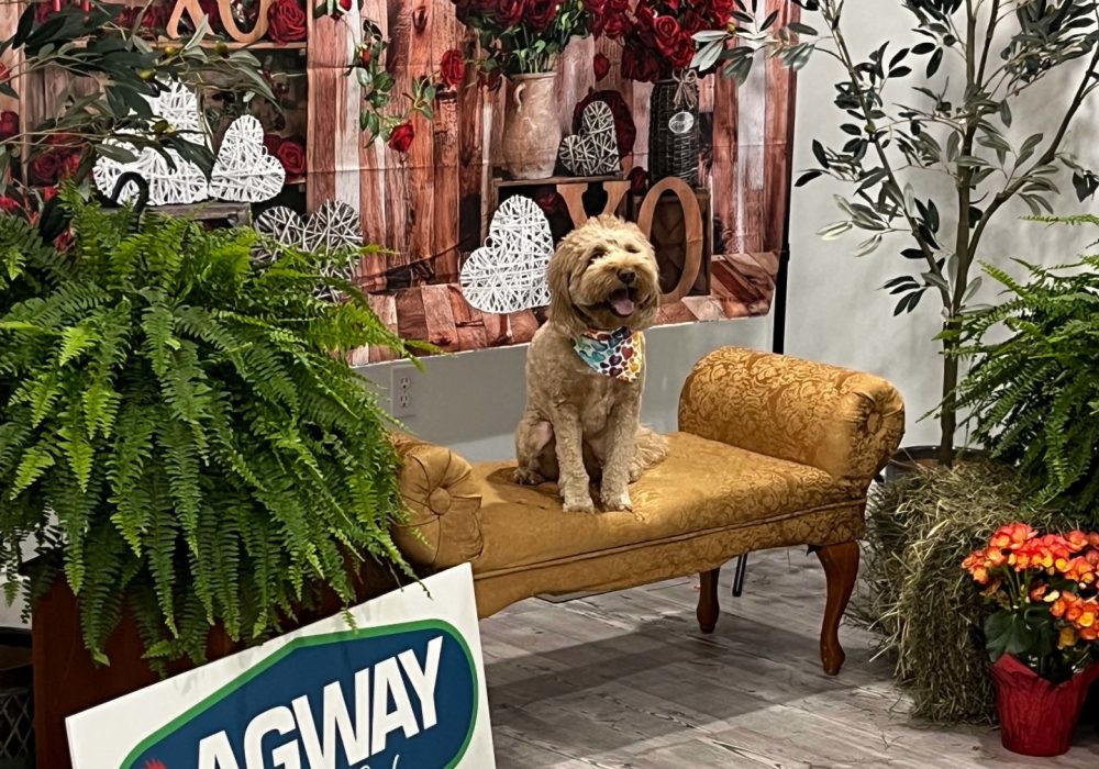 Puppy sitting on couch at store