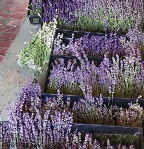 Bed of lavender at the Lavender Farm in Harwich