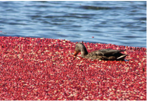 Duck in cranberry bog