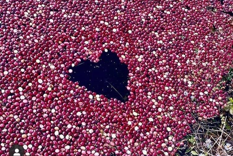 Heart shape in middle of floating cranberries in a bog