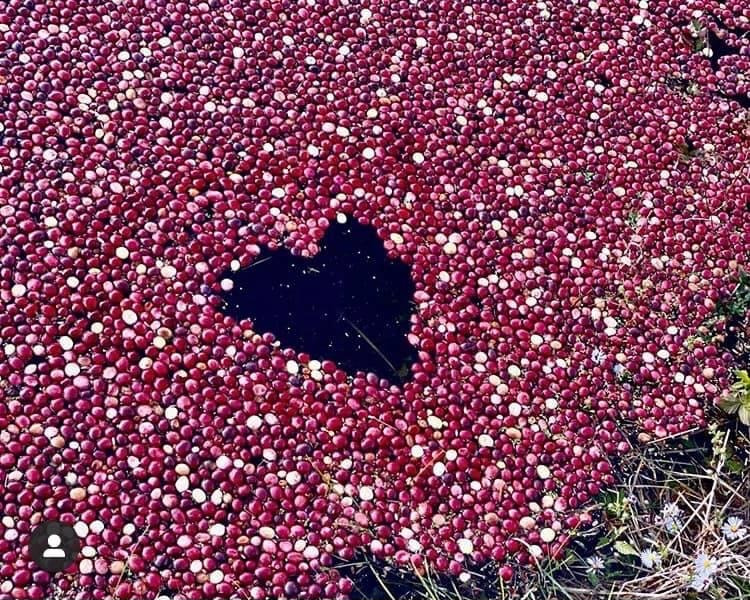 Floating cranberries on bog with heart shape