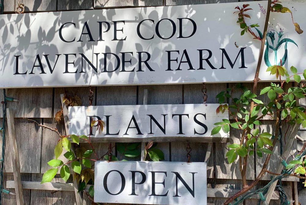 Cape Cod Lavender Farm sign