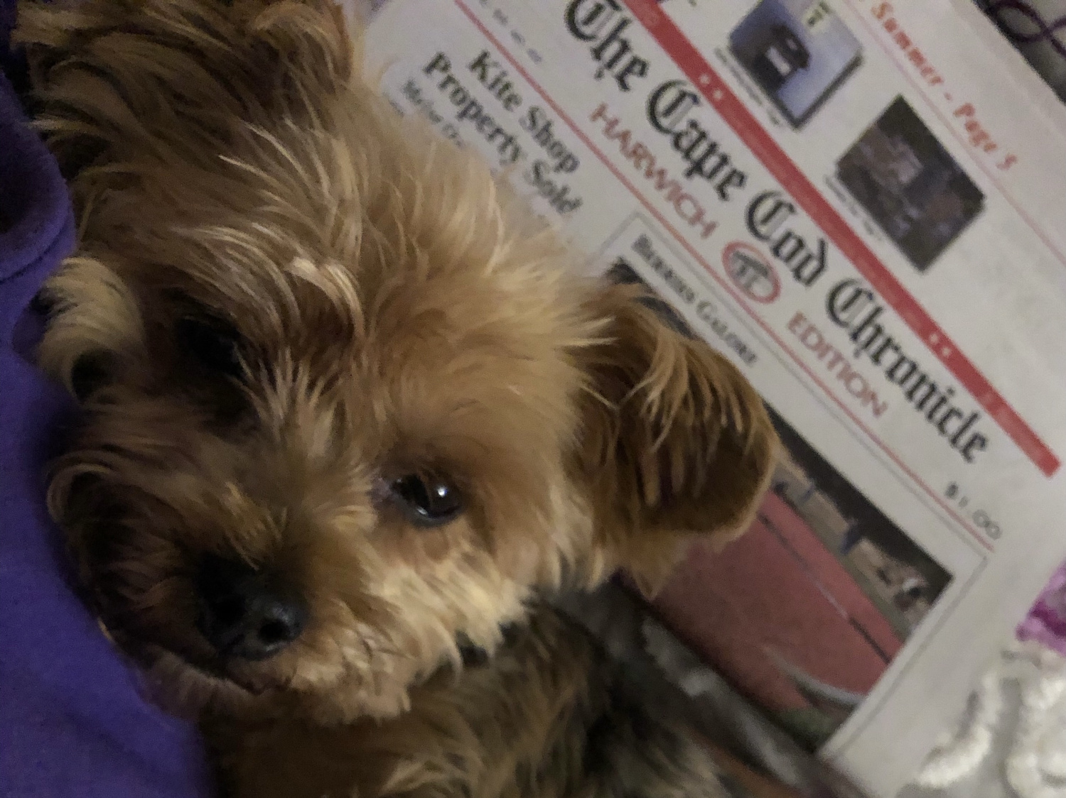 Terrier puppy with Cape Cod Chronicle Harwich edition in background
