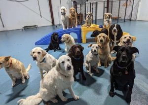 Group of dogs sitting in a row at doggie playcare