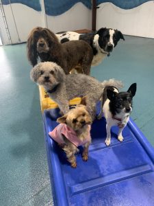 Group of dogs standing on play slide at doggie day care