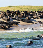 Seals on the beach and in the water