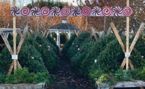 Christmas trees for sale in South Harwich nursery